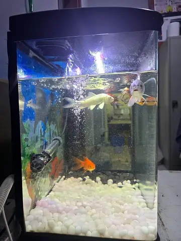 Aqurium and fish for sail