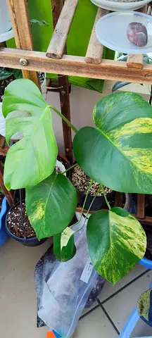 Plant with stands with humidifers