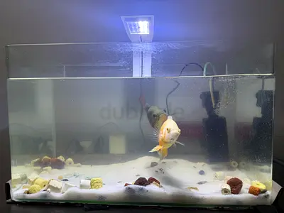 Beautiful Fish Aquarium with Accessories