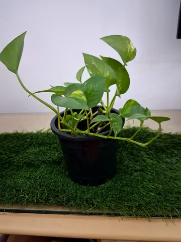 Pothos Plant in Pot