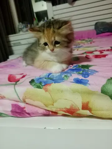 Cute Kitten Looking for a Loving Home