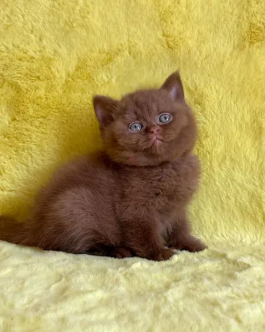 My adorable brown kitten — ready for adoption