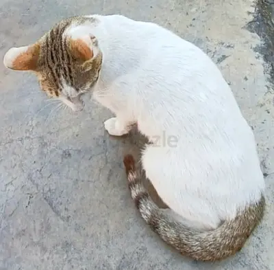 Snowdrop girl needs a loving forever home