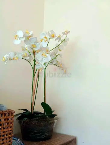 THREE POTS OF ORCHID. LARGE MED AND SMALL