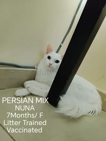 Persian Mix Cat for Adoption - Nuna