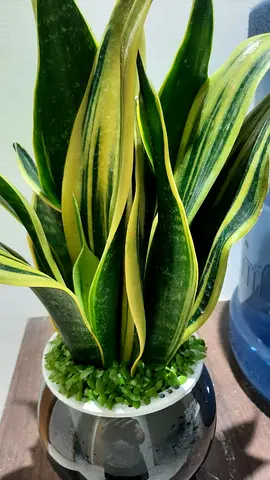 Snake plant