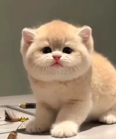 Cute male and female Munchkin kittens looking for new homes