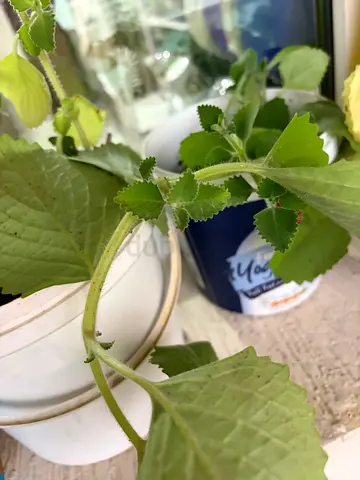 Small pot of zaatar plant