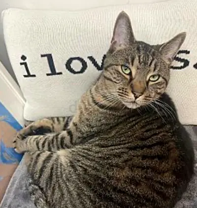 Tommy needs a caring home for his life