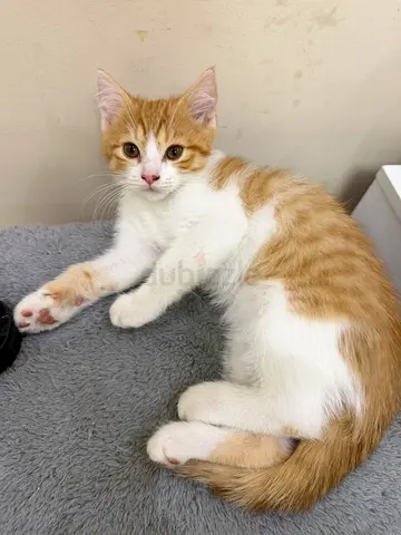 Beautiful friendly Kitten For adoption