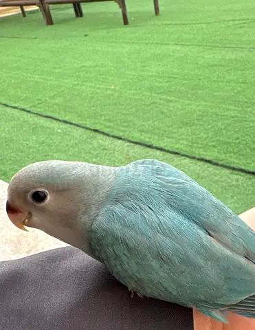 ببغاء روز مفقود في الشامخه 20