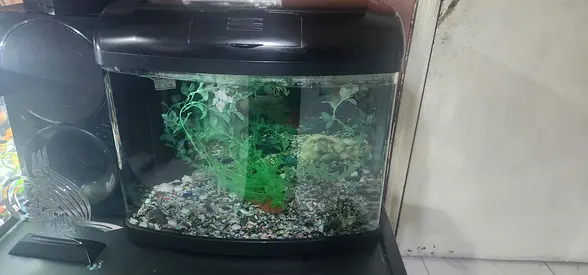 Used fish aquarium with hood, built-in filter and decor