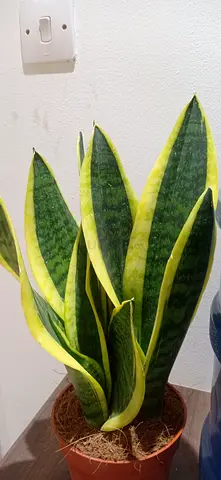 Snake plant