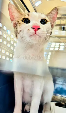 Twinkle Girl needs a loving caring forever home