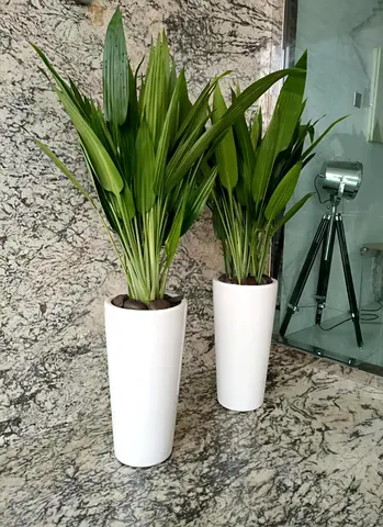Aspidistra Cast Iron Indoor Plants in White Ceramic Pots – Low Maintenance
