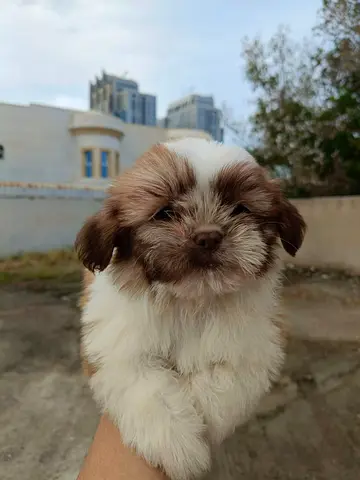 Adorable Shih Tzu Puppy for Adoption
