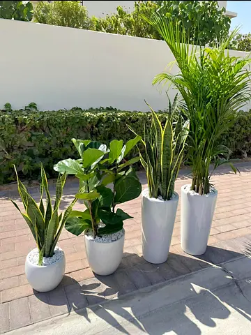 Snake Plant (small  tall), Fiddle Leaf Fig  Areca Palm in Premium White Pots