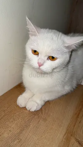 Fluffy Cat Looking for a Loving Home free adoption