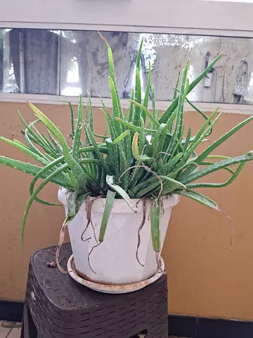 aloe vera plant