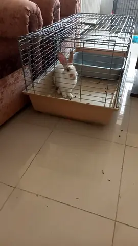 Rabbit Cage