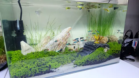 Fish Tank
