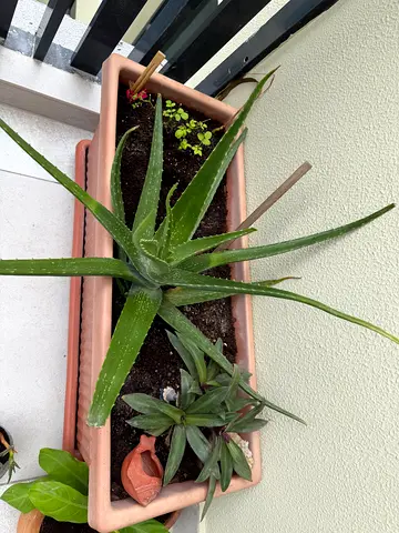 Aloe Vera plant