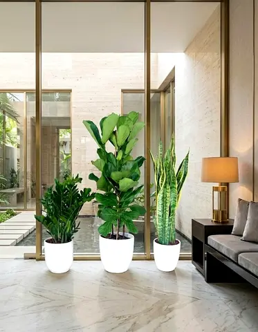 ZZ Plant, Fiddle Leaf Fig  Snake Plant in White Pots – Indoor Plant Set