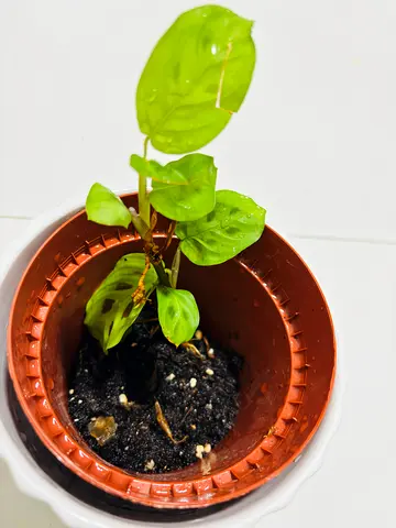 Indoor Plant in Decorative Pot