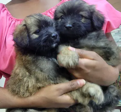 Cute 2 males puppies