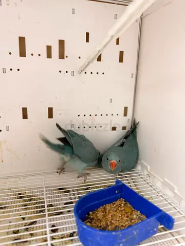 Beautiful baby Parakeets Available