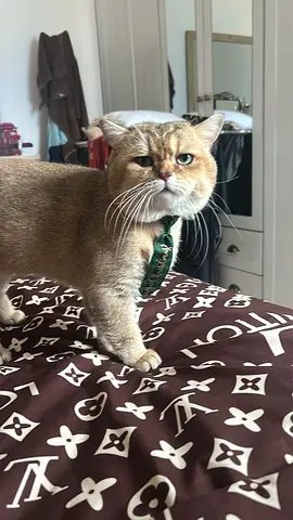 Golden  Scottish Cat “Max” Male