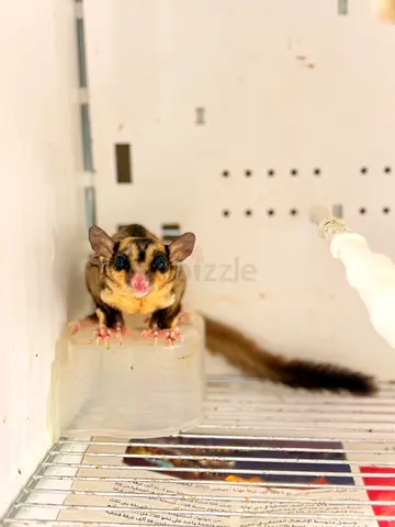 Adorable Sugar Glider Looking for a Loving Home