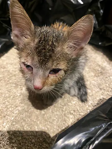 Domestic Shorthair Kitten