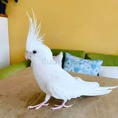 Wanted albino cockatiel pair مطلوب جوز كوكتيل أبيض