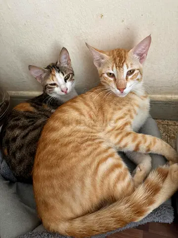 Timmy  Tommy need loving forever homes