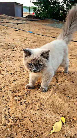 Lost and found. If someone lost this cat I have information about this.