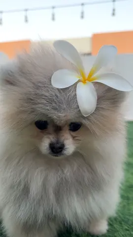 Fluffy Pomeranian puppy available for rehoming