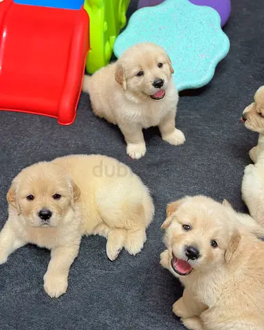 Rehoming 4 friendly Golden Retriever puppies