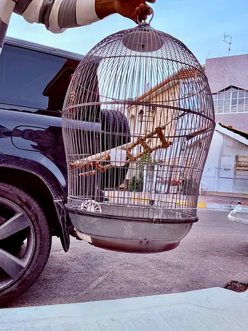 Round metal bird cage with wooden perches - used, good condition