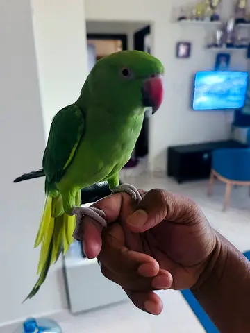 termed female parrot