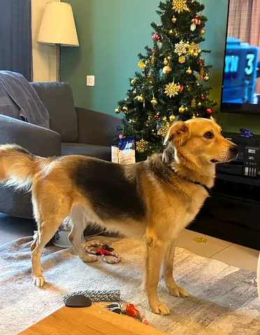 Kid friendly dog for adoption