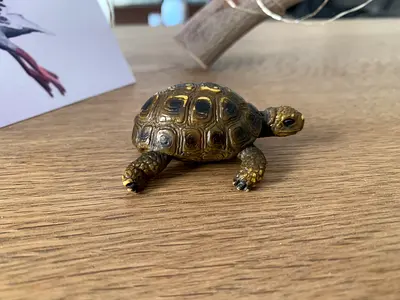 SCHLEICH Russian Tortoise 2002 Retired Figurine 14404
