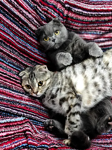 Females Scottish Fold for adoption