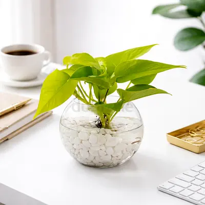 Live Pothos Plant in Glass Bowl with White Pebbles