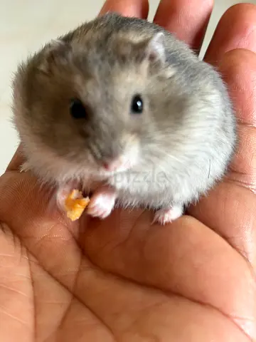Friendly dwarf hamster - free to a good home