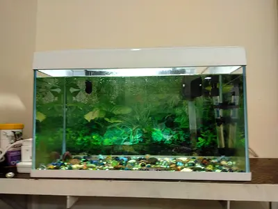 Beautiful Aquarium with Lush Greenery