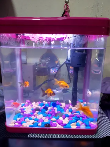 Colorful Fish Aquarium with Goldfish