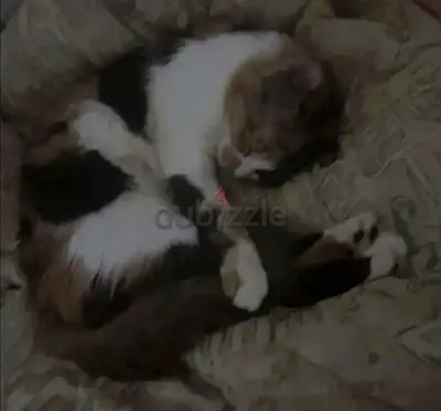 Diva Loving Queen Pudding, Rescue kitty for adoption