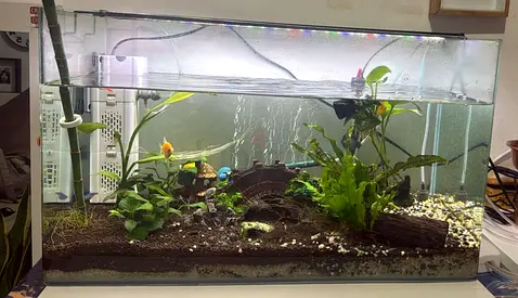 Planted freshwater aquarium setup with live plants and decor
