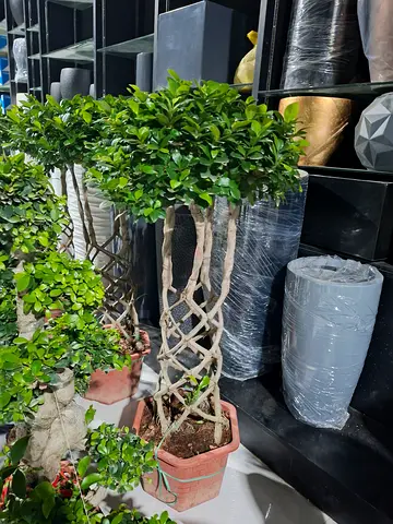 Cage ficus Plant for Home Decor
